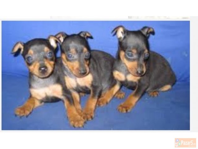 Dzudzest Pinc Od Naj Malite Prubavi Malecki