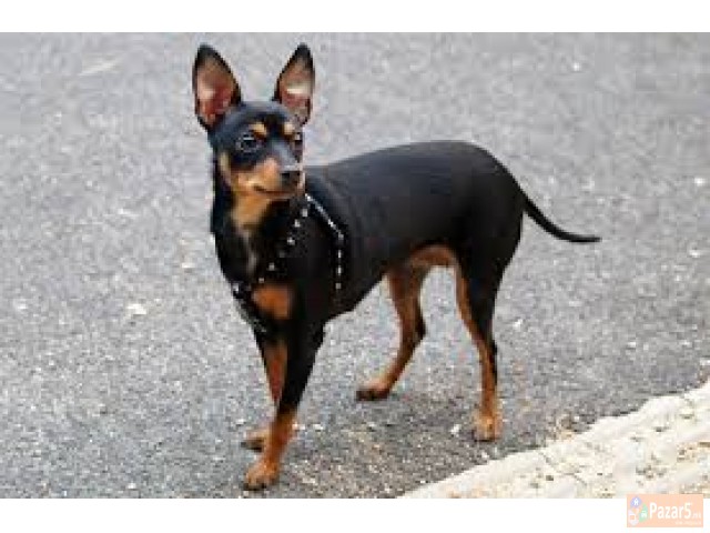 Dzudzest Pinc Od Naj Malite Prubavi Malecki