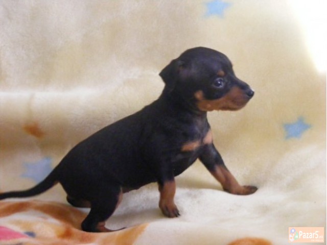 Dzudzest Pinc Od Naj Malite Prubavi Malecki