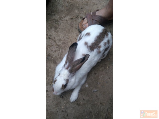 Prodavam I Menuvam Zajci