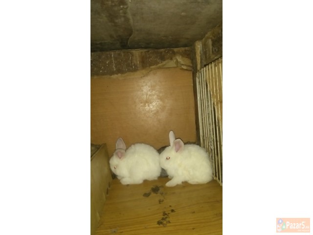 Prodavam I Menuvam Zajci