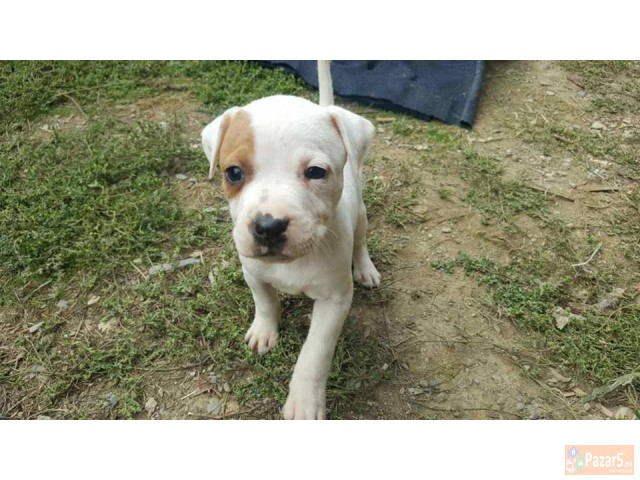 Na Prodazba Mali Kucenca Od Rasata American Pitbul