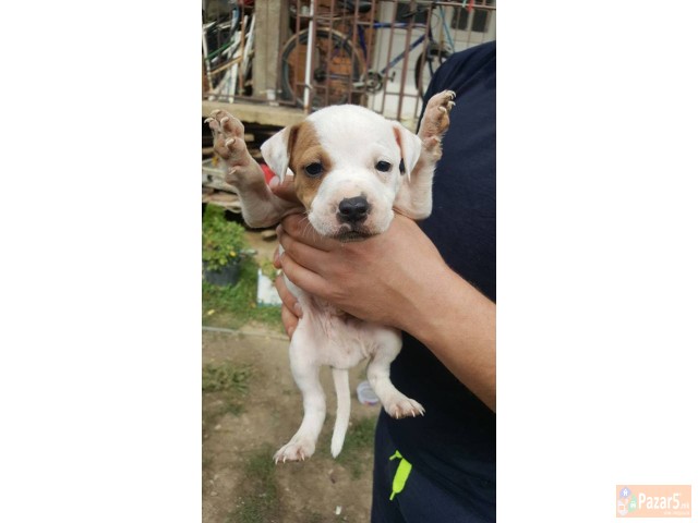 Na Prodazba Mali Kucenca Od Rasata American Pitbul