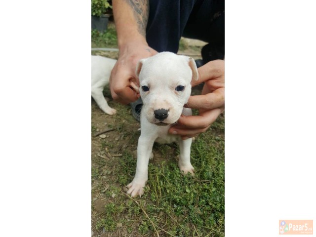 Na Prodazba Mali Kucenca Od Rasata American Pitbul