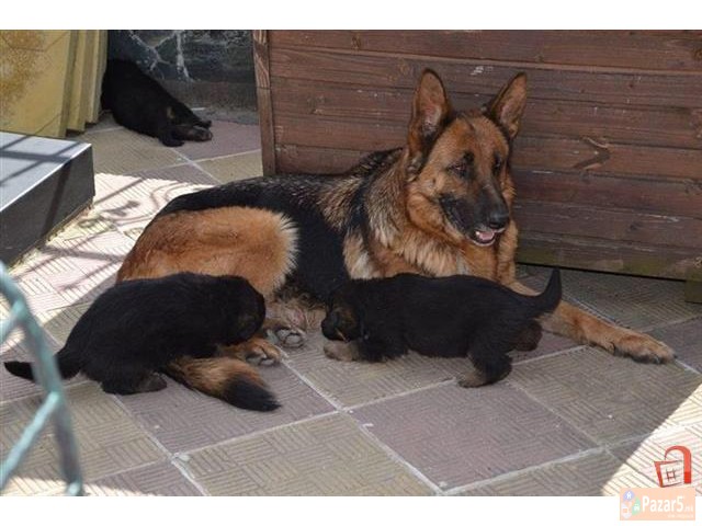 Germanski Ovcari Vucjaci Malecki Preubavi