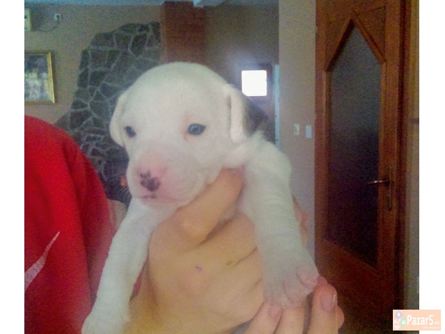 Џек Расл (jack Russel) кучиња