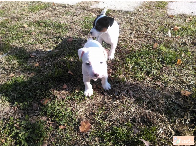 Џек Расл (jack Russel) кучиња