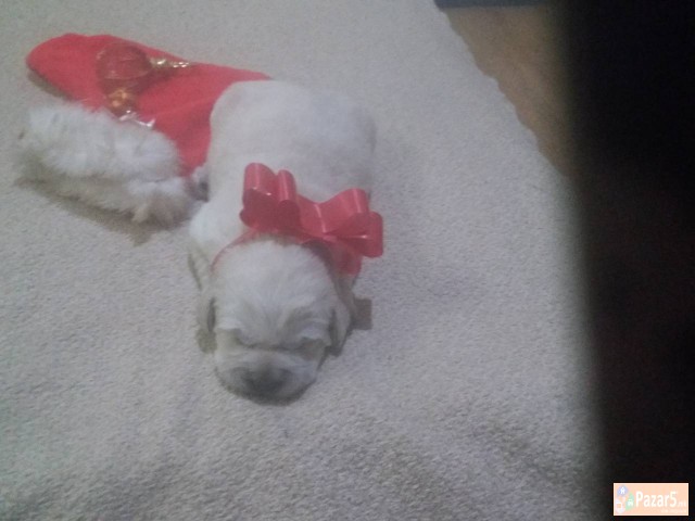 Prodavam Zlatni Retriveri