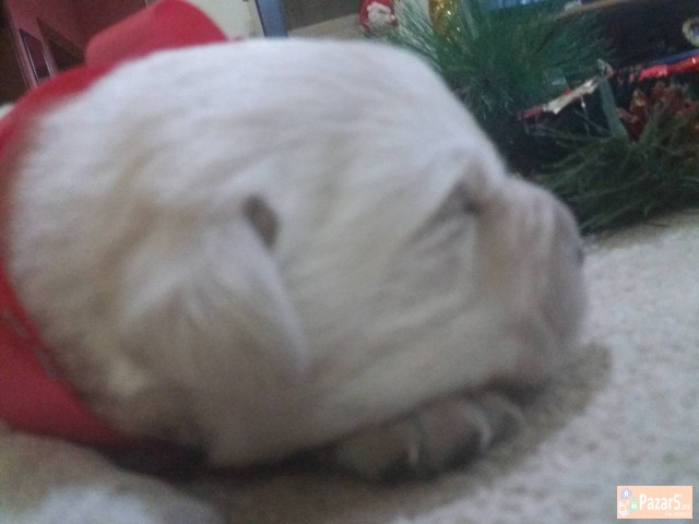 Prodavam Zlatni Retriveri