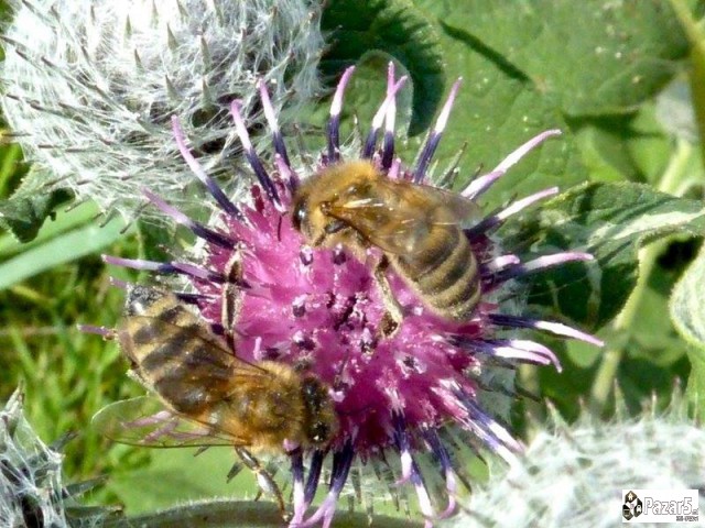 БИЛНИ КАПКИ *ШАРСКА ГОРЧИЦА*