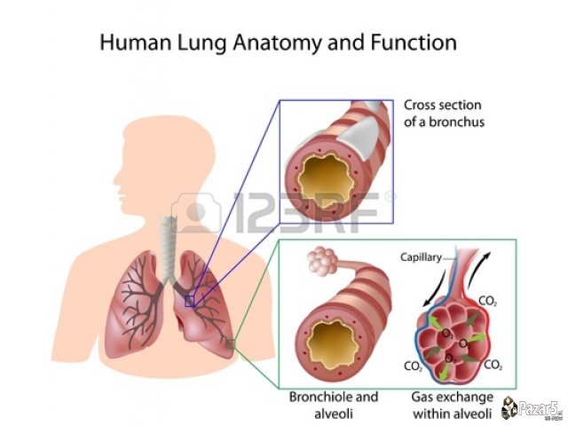 БРОНХОВИТАЛ
