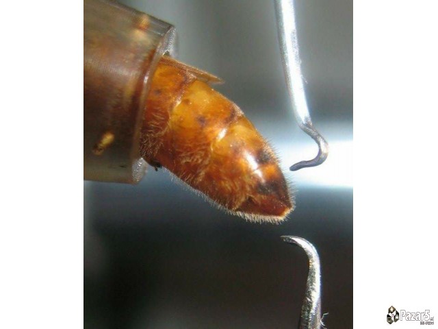 Prvoklasni Pcelni Matici I Vo 2018