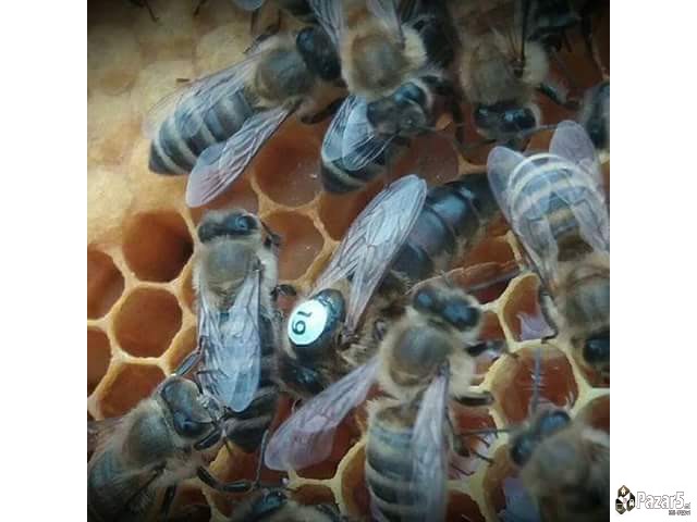 Prvoklasni Pcelni Matici I Vo 2018