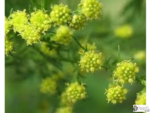 Lekoviti Bilki I Preparati - Natural Pharmacy Dabe