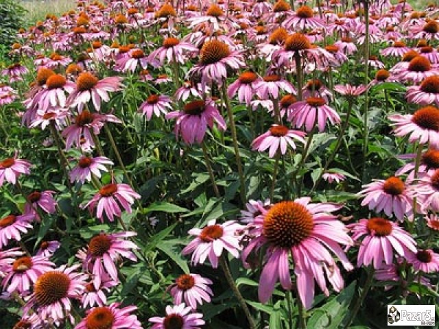 Lekoviti Bilki I Preparati - Natural Pharmacy Dabe