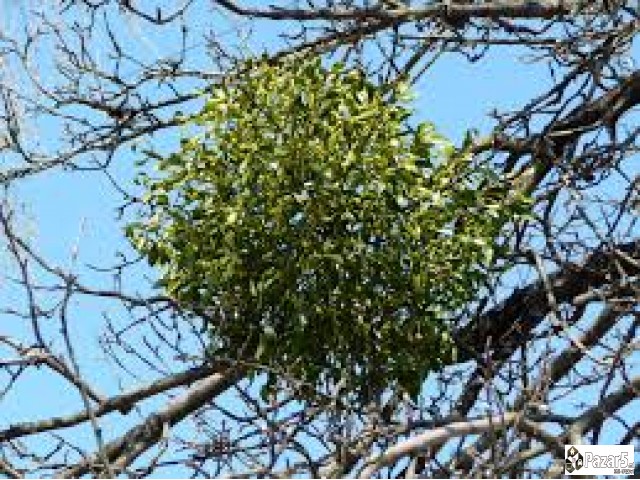 Lekoviti Bilki I Preparati - Natural Pharmacy Dabe