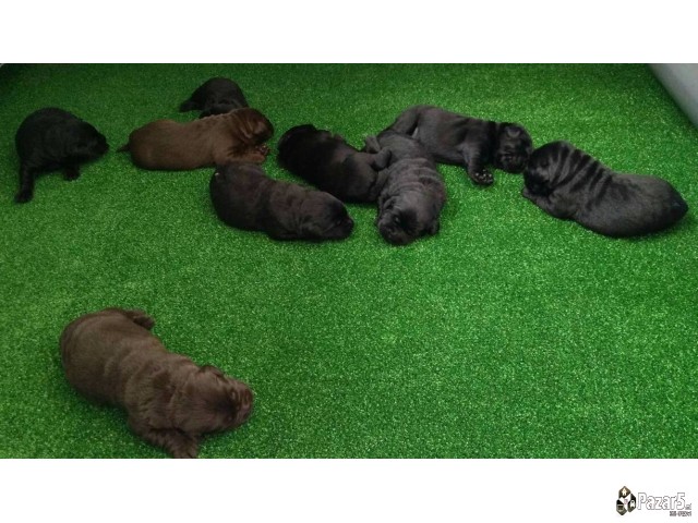 Labrador kucenca so odlicno pedigre od vrvni linii