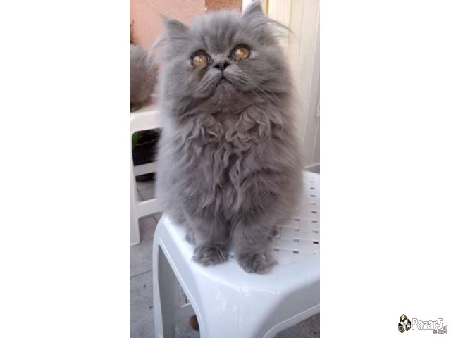  Почетна Слободно време и хоби, Животни Животни Ма