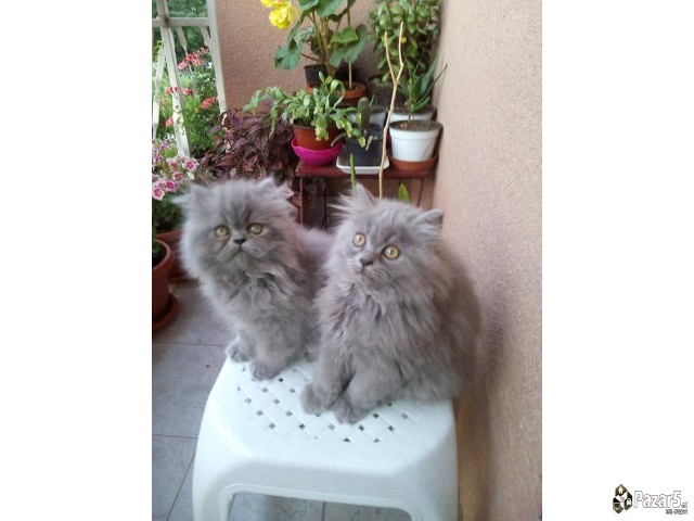  Почетна Слободно време и хоби, Животни Животни Ма