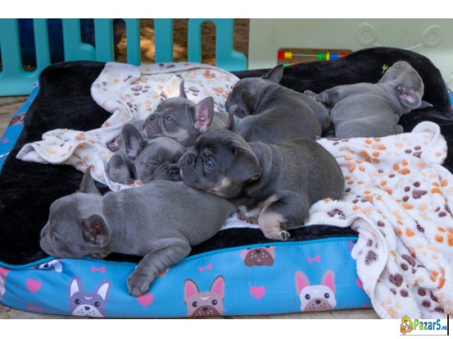Beautiful French bulldog puppies for sale.