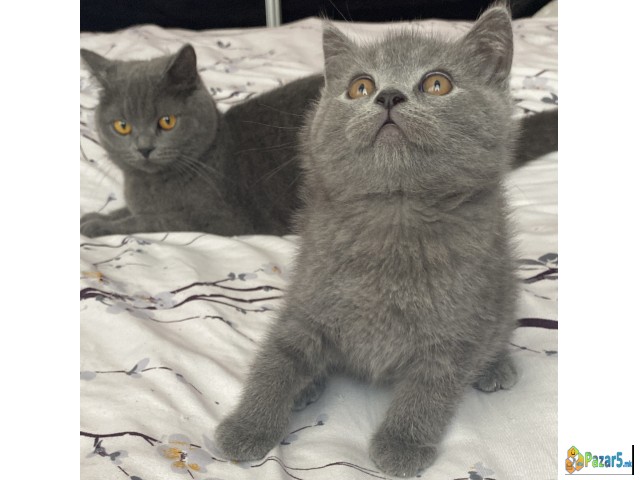 British shorthair