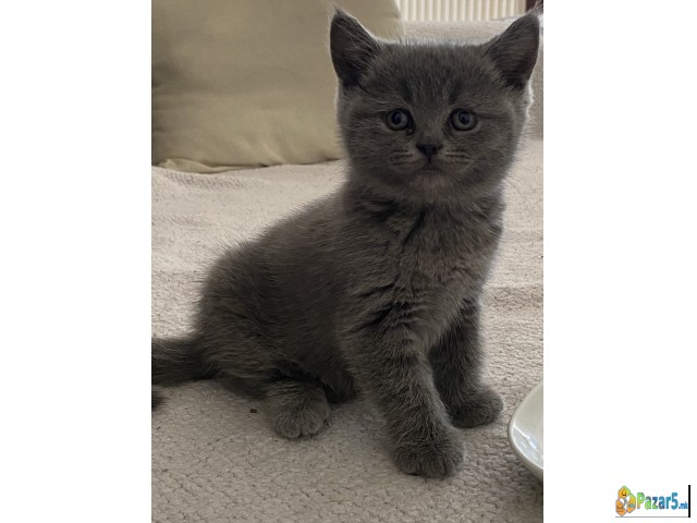 British Shorthar