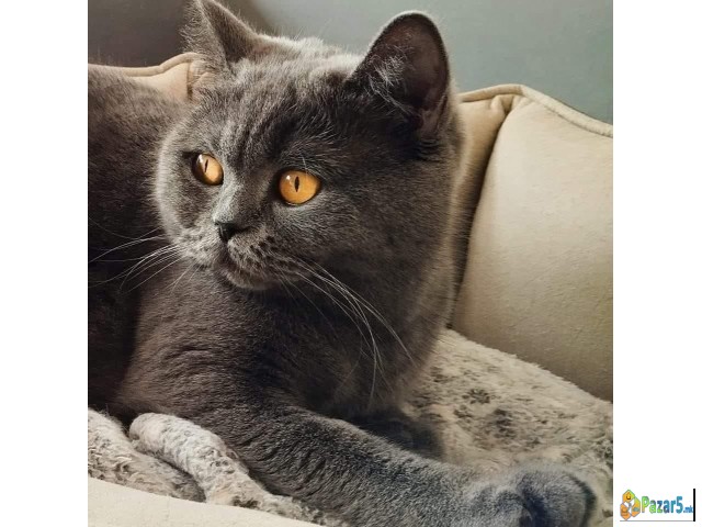 British Shorthair Cat