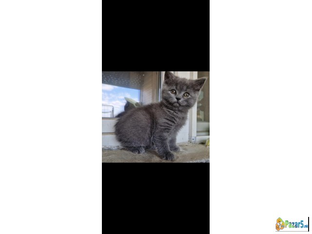 British Shorthair Blue