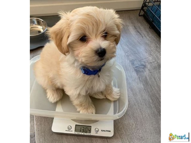 Adorable Maltipoo Puppies Available
