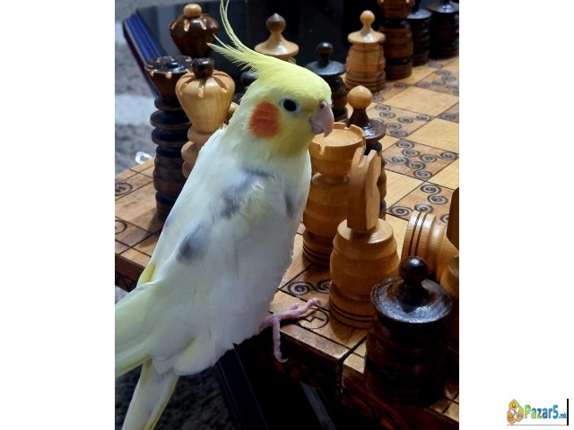 Papagall Nimfa(cockatiel) + Kafaz