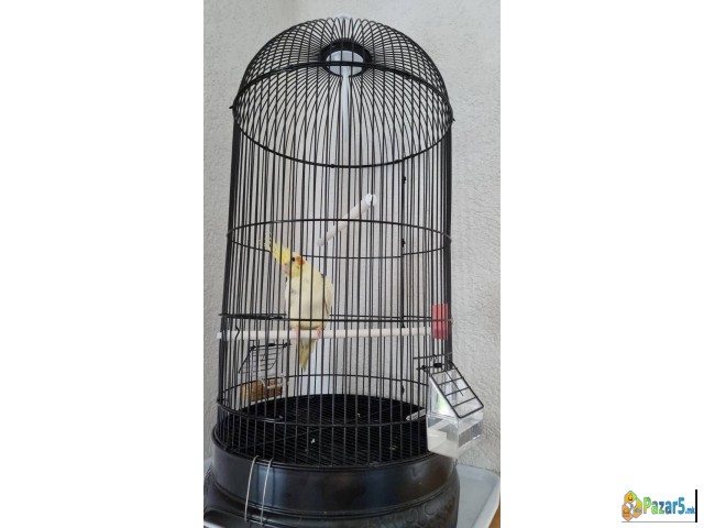 Papagall Nimfa(cockatiel) + Kafaz