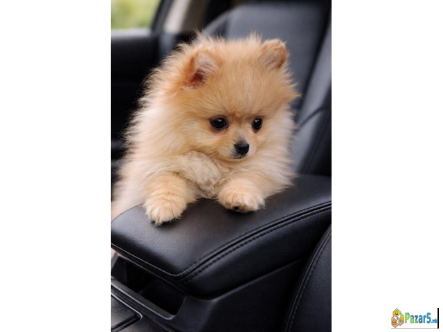 Pomeranac zenkica - thumbnail 2