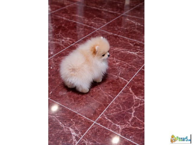 Pomeranac zenkica - thumbnail 3