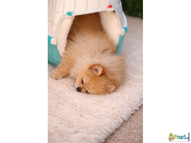 Pomeranac zenkica - thumbnail 5