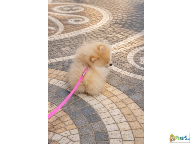 Pomeranac zenkica - thumbnail 4