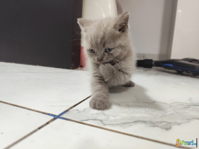British Shorthair Strait Blue And Lilac 