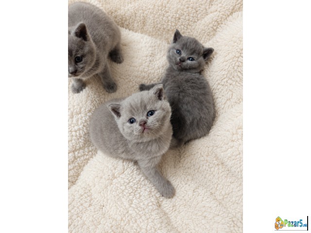 British Shorthair Strait Blue And Lilac 