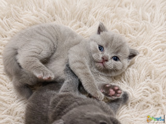 British Shorthair Strait Blue And Lilac 