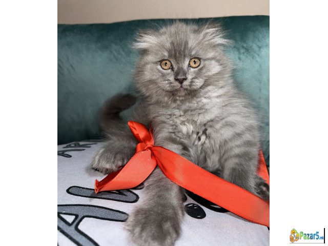Се продава машка шкотска долговлакнеста мачка