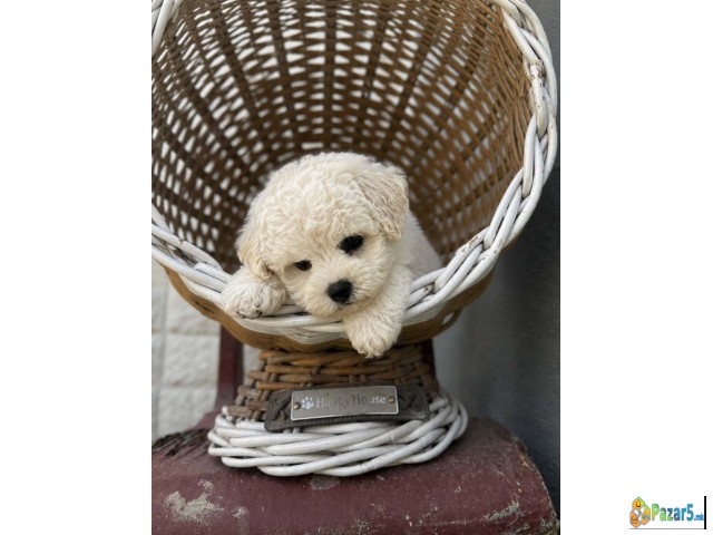 Bichon Frise štenci   - thumbnail 3
