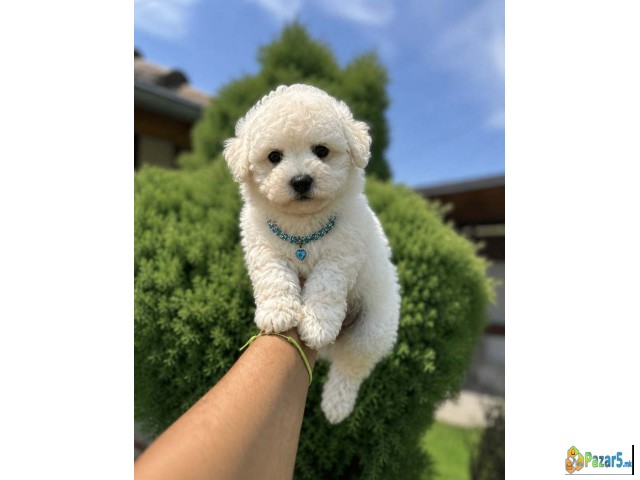 Bichon Frise štenci  