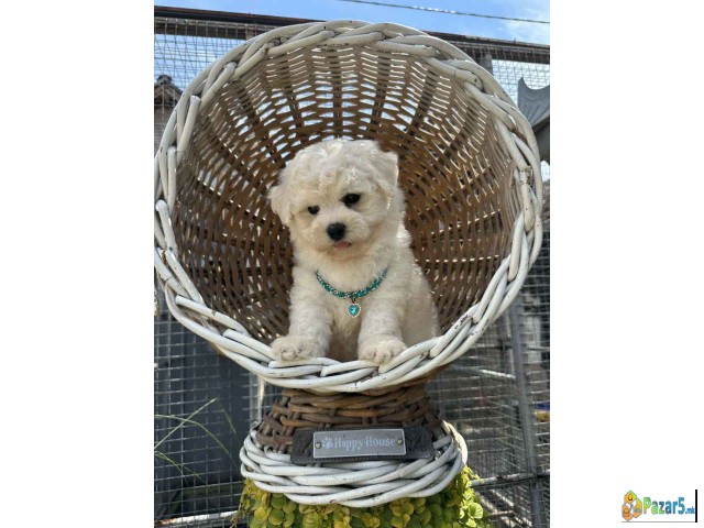 Bichon Frise štenci   - thumbnail 5