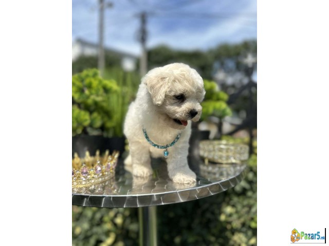 Bichon Frise štenci   - thumbnail 2