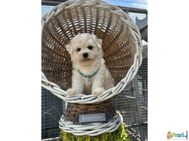 Bichon Frise štenci   - thumbnail 4