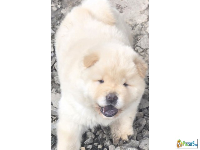 Chow Chow Prelepi Krem Stenci, 