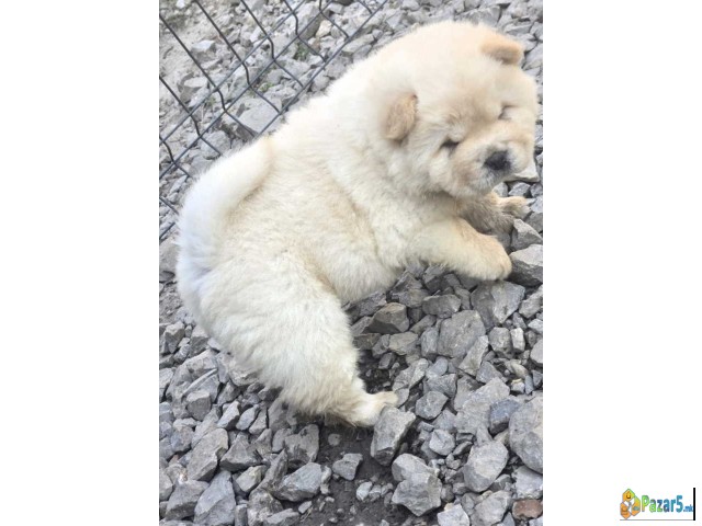 Chow Chow Prelepi Krem Stenci, 