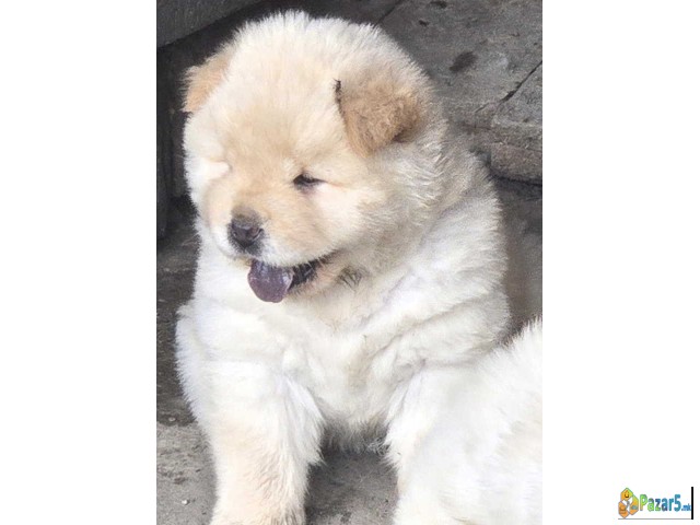 Chow Chow Prelepi Krem Stenci, 