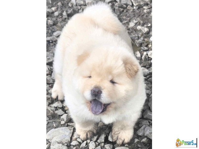 Chow Chow Prelepi Krem Stenci, 