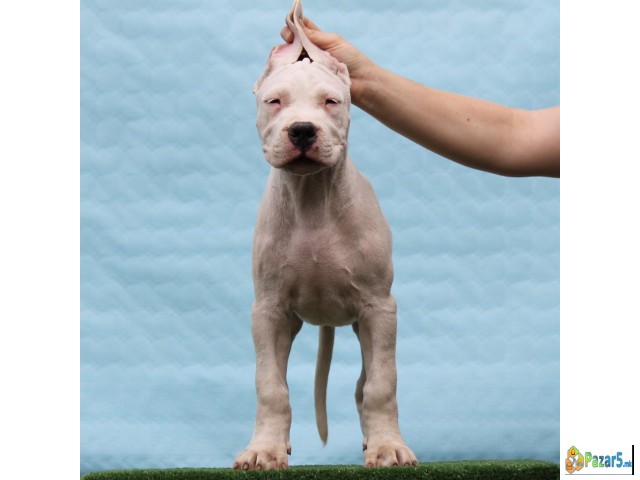 Legle Dogo Argentino štenaca  