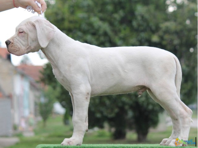 Legle Dogo Argentino štenaca  
